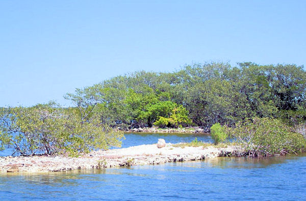 Kayak in Mangroves